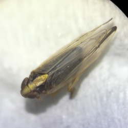 Kelisia sima